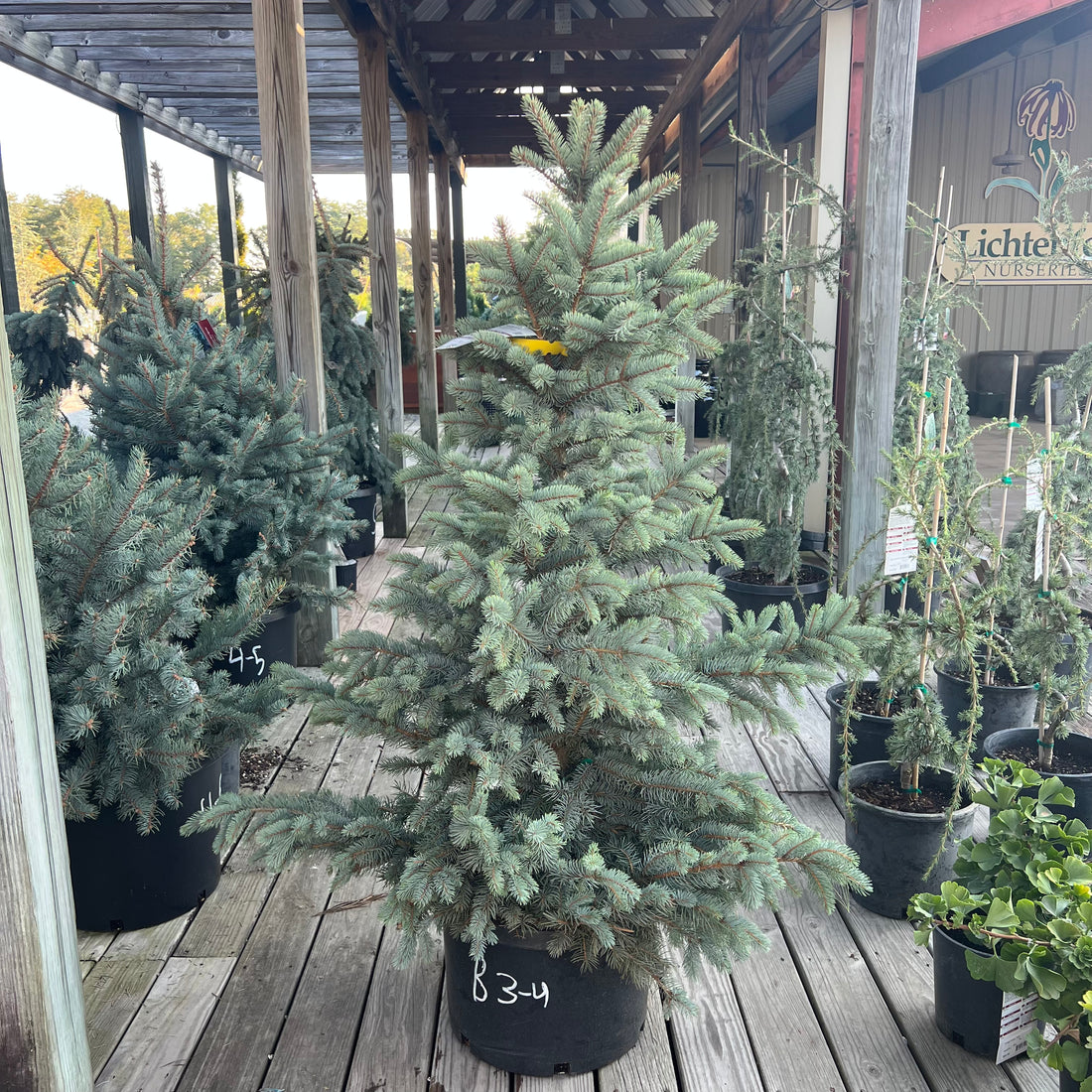 Bakeri Blue Spruce