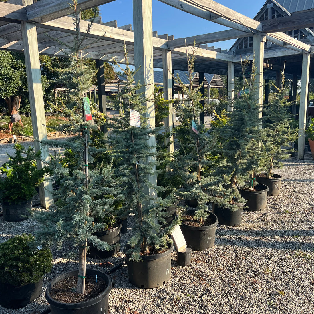 Horstmann Blue Atlas Cedar