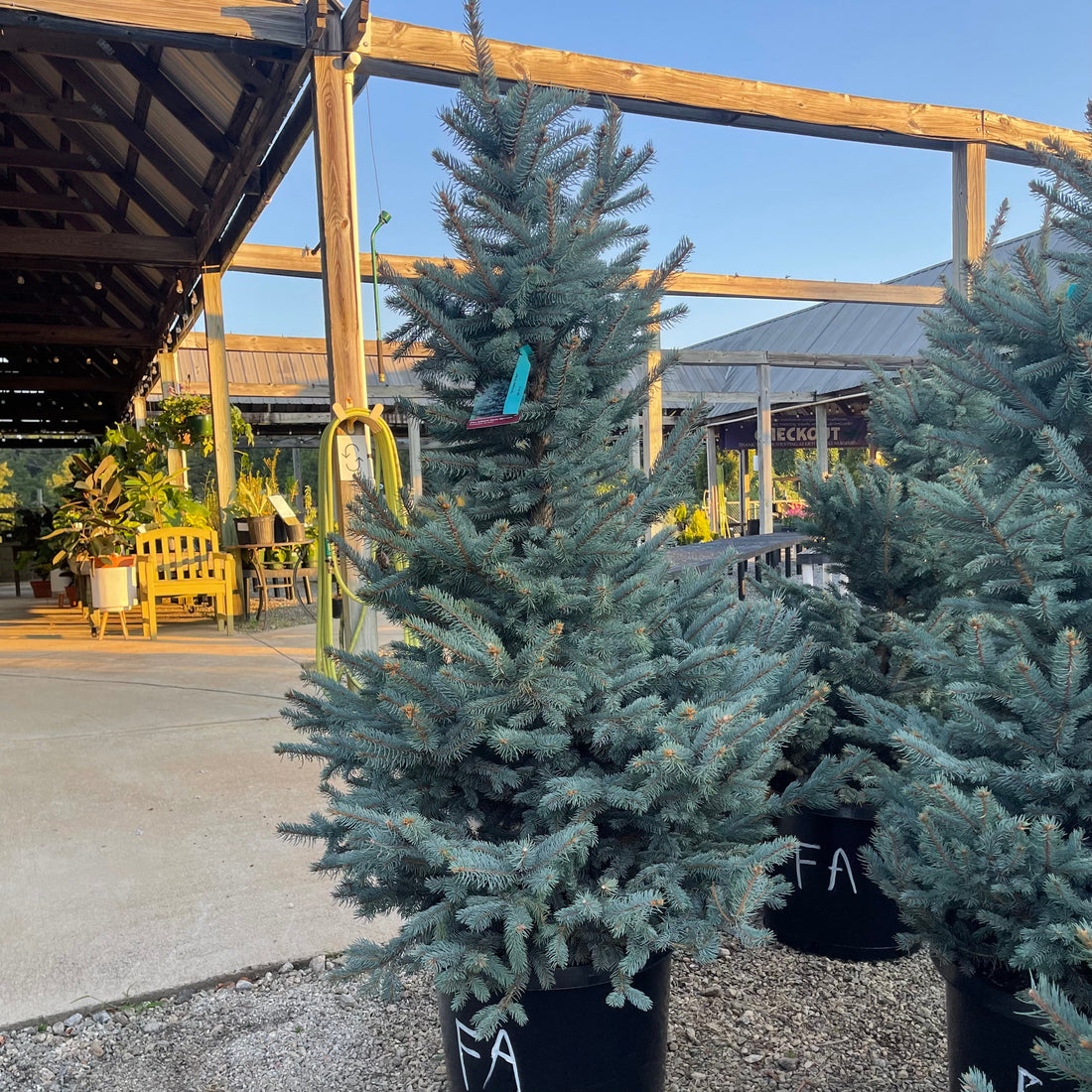 Fat Albert Blue Spruce