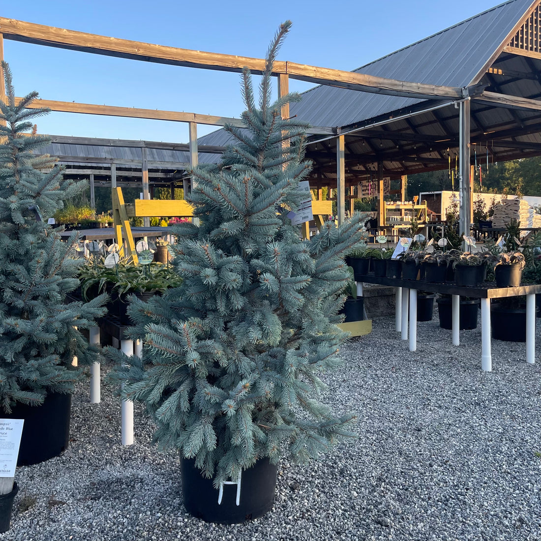 Hoopsii Blue Spruce 4-5&