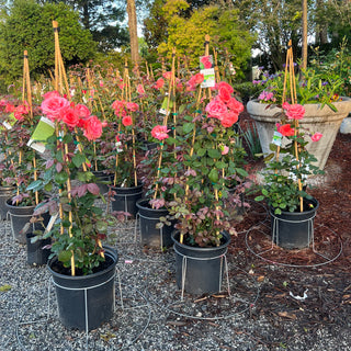 America Climbing Rose 5 Gal
