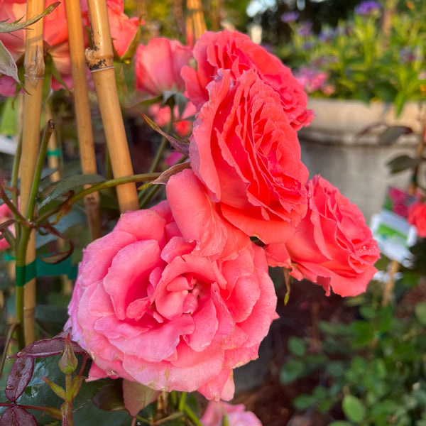 America Climbing Rose 5 Gal