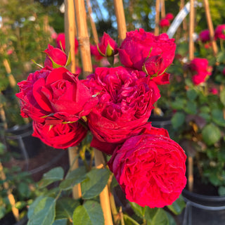 Red Eden Climbing Rose 5 Gal
