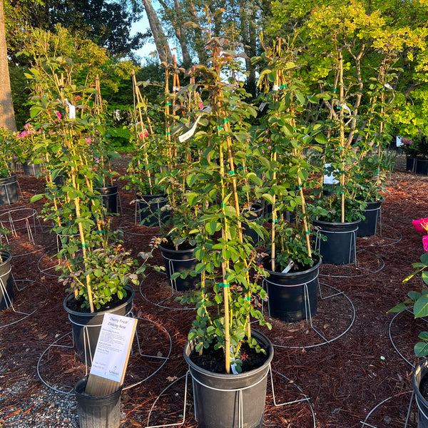 Cherry Frost Climbing Rose 5 Gal