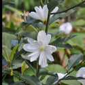 Inspiration Magnolia 15 Gal