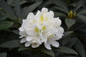 Chionoides Rhododendron 3 Gal