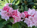 Mardis Gras Rhododendron 3 Gal