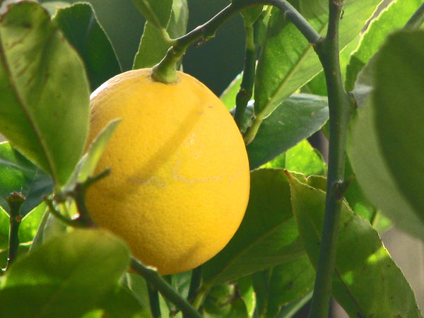 Meyer Lemon 5 Gal