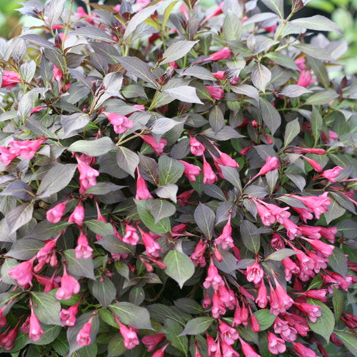 Midnight Wine Shine Weigela 3 Gal