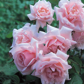 New Dawn Climbing Rose 5 Gal
