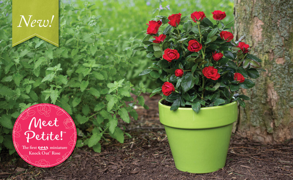 Petite Knockout Rose 2 Gal