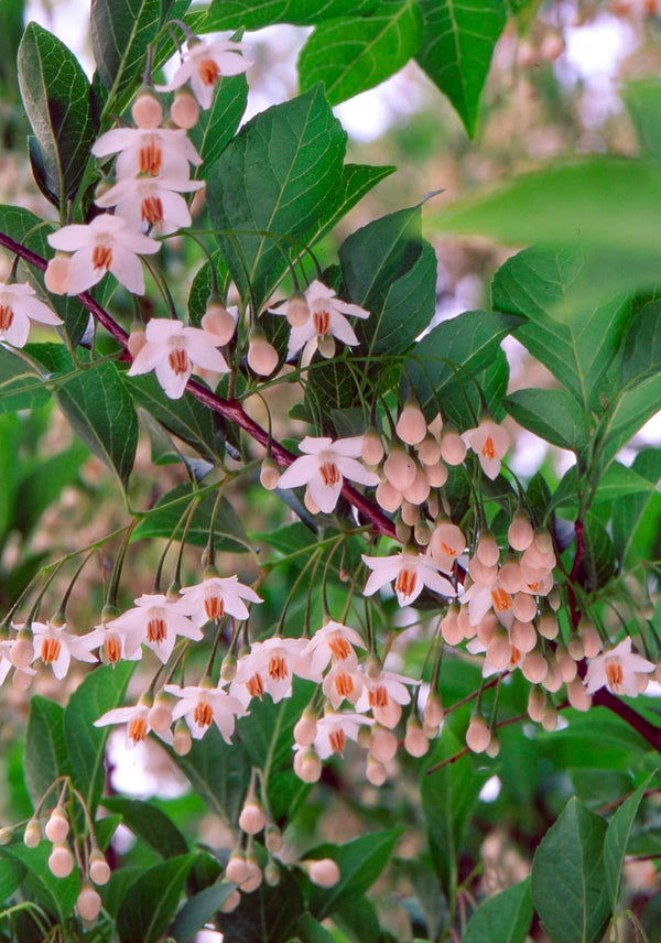 Pink Chimes Snowbell 7 Gal