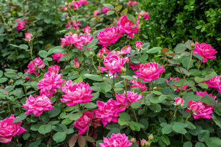 Double Pink Knockout Rose 2&3 Gal