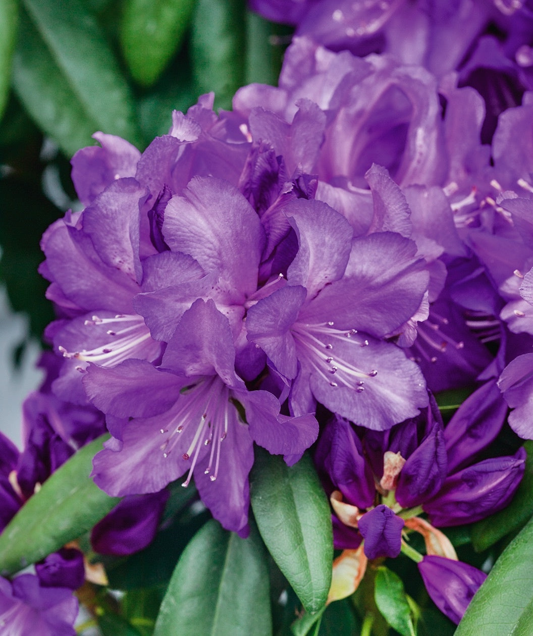 Purple Passion Rhododendron 3 Gal