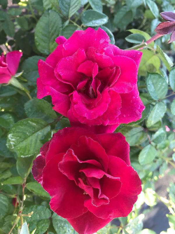 Red Empress Brindabella Rose 3 Gal