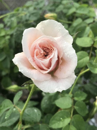 Dawn Brindabella Rose 3 Gal