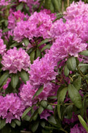 English Roseum Rhododendron 3&5 Gal