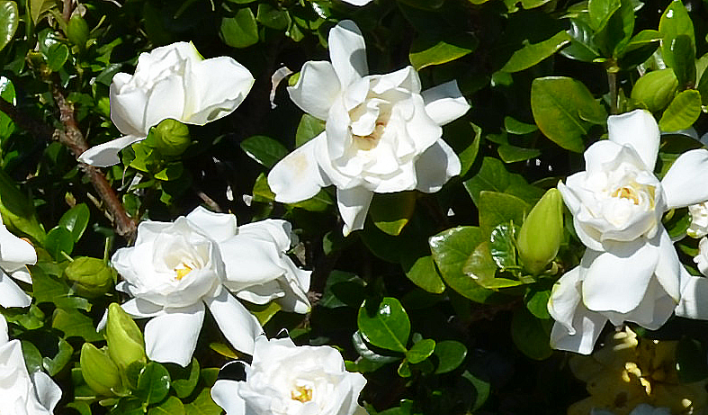 Swan Queen Gardenia 2&3 Gal