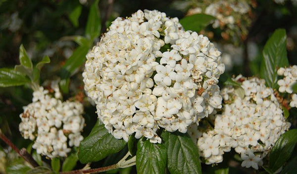 Pearlific Viburnum 3 Gal