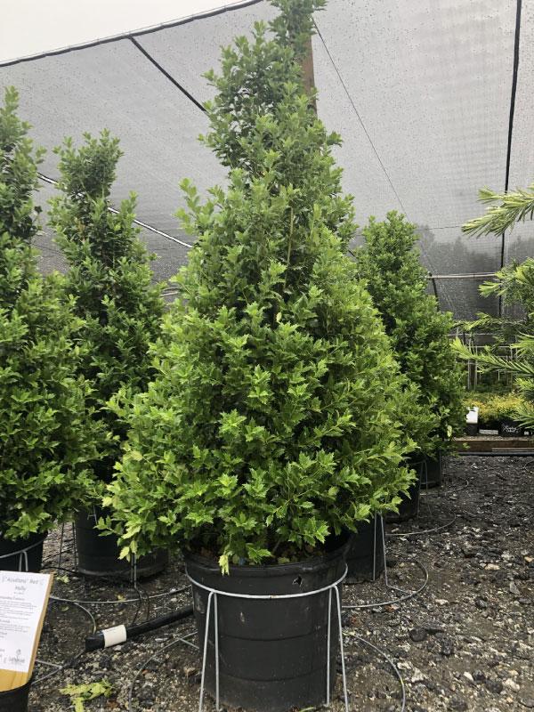 Acadiana Holly 15 Gal
