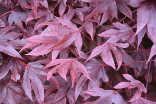 Adrian's Compact Japanese Maple