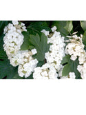Alice Oakleaf Hydrangea 3 Gal