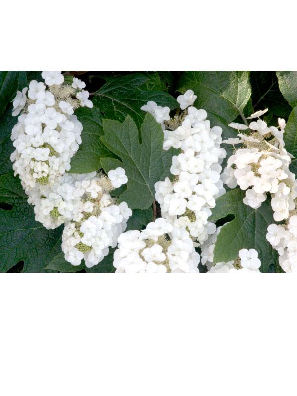 Alice Oakleaf Hydrangea 3 Gal