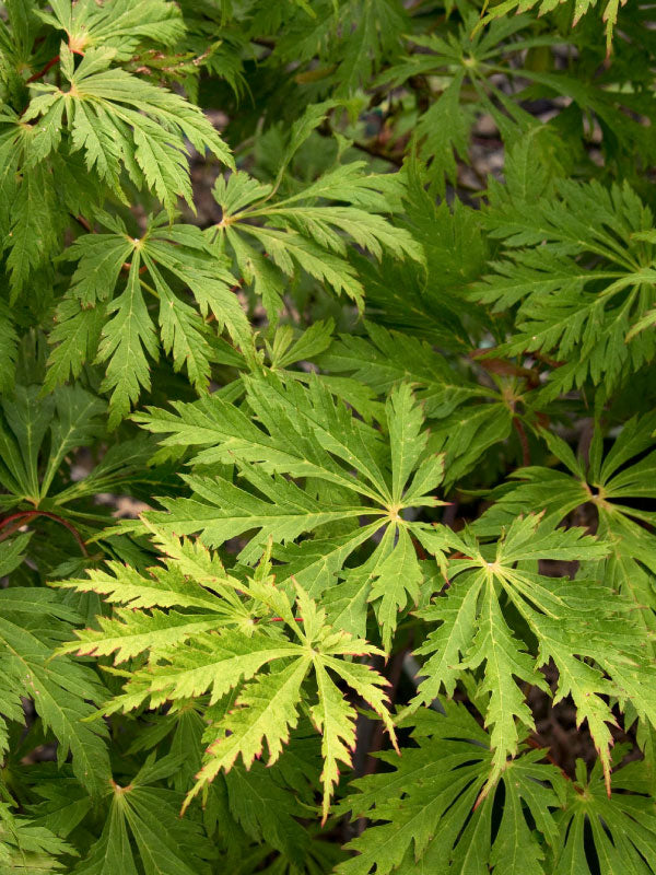 Fernleaf Jap. Maple 5-6'