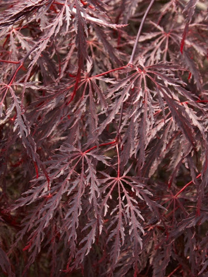 Inaba Shidare Japanese Maple