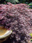 Tamukeyama Japanese Maple