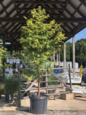 Amber Glow Dawn Redwood 15 Gal