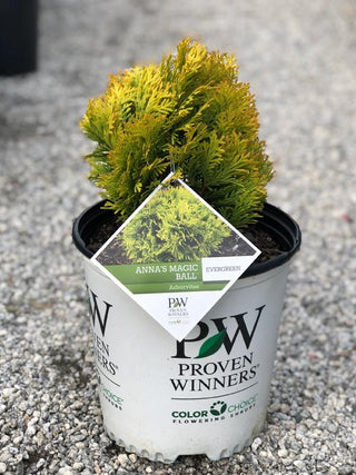 Anna's Magic Ball Arborvitae 1&2 Gal
