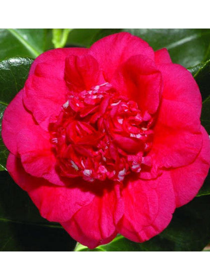 April Tryst Camellia
