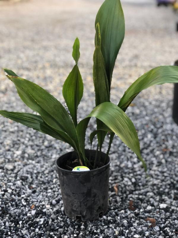 Aspidistra (Cast Iron)