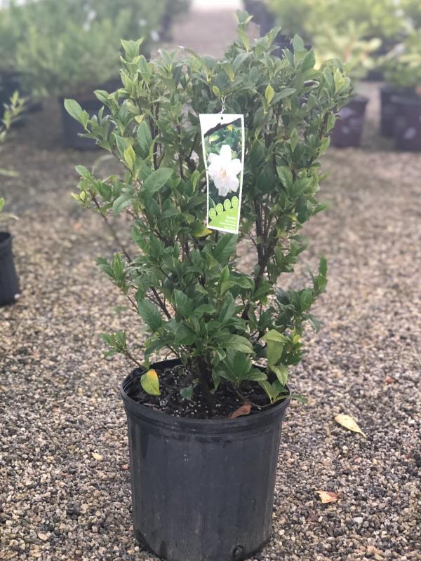 August Beauty Gardenia 3 Gal