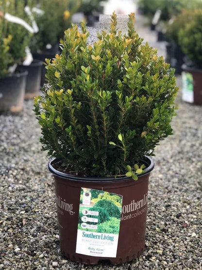 Baby Gem Boxwood