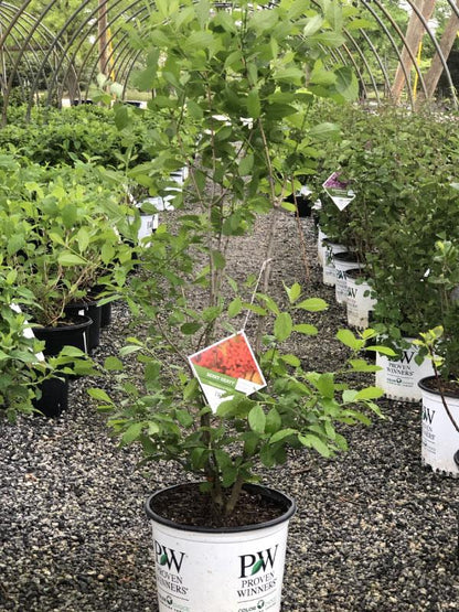 Berry Heavy Female Winterberry