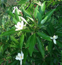 Keltyk Sweetbay Magnolia 15 Gal