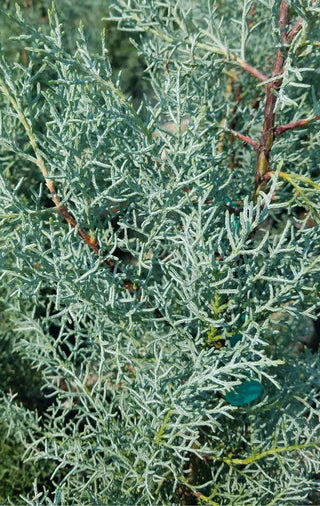 Blue Ice Arizona Cypress 30 Gal
