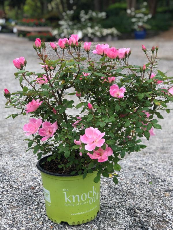 Blushing Knockout Rose 2&3 Gal