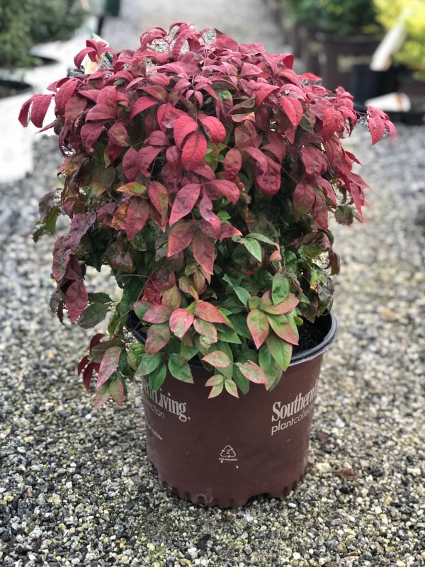 Blush Pink Nandina 3 Gal