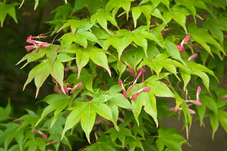 Osakasuki Japanese Maple 15 Gal