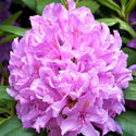 Boursault Rhododendron 3 Gal