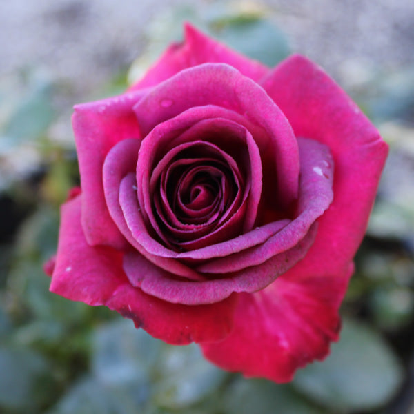 Purple Prince Brindabella Rose 3 Gal