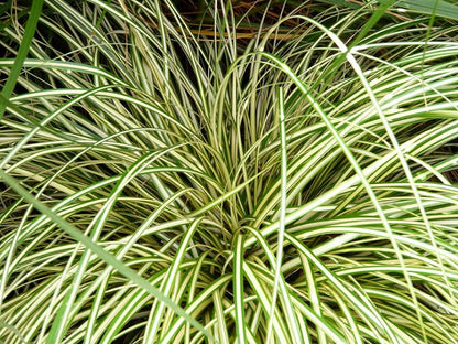 Evergold Carex