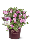 Autumn Carnation Encore Azalea 2&3 Gal