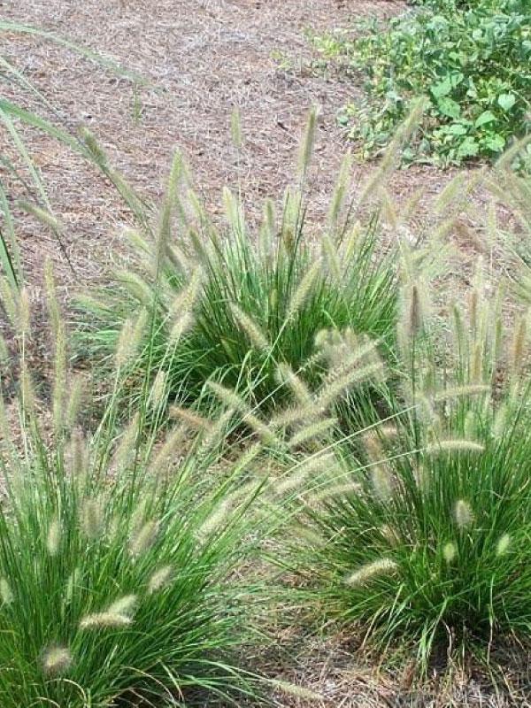 Cassian Dwarf Fountain Grass 3 Gal