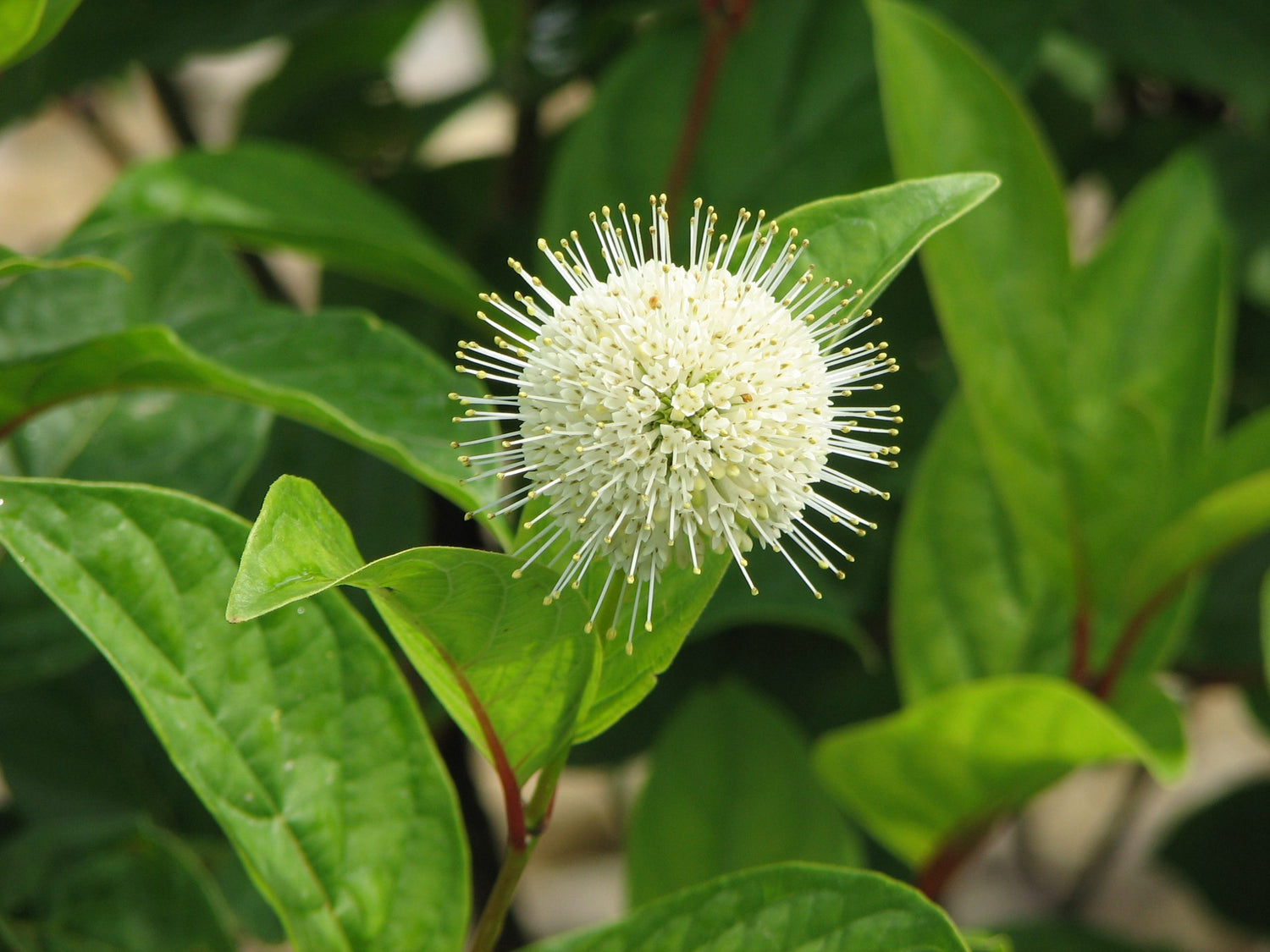 Fiber Optics Buttonbush 3 Gal