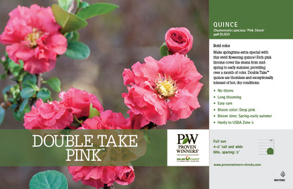 Double Take Pink Quince 2 Gal
