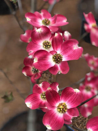 Cherokee Brave Dogwood 7 Gal